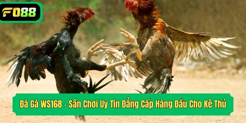 Đá Gà WS168 – Sân Chơi Uy Tín Đẳng Cấp Hàng Đầu Cho Kê Thủ