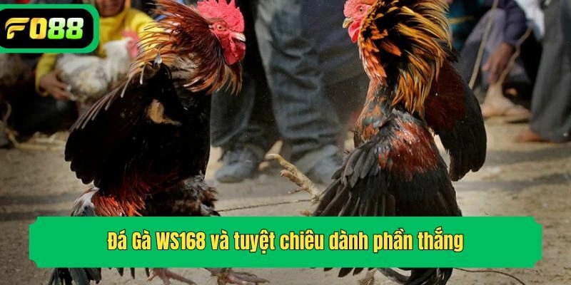 Đá Gà WS168 và tuyệt chiêu dành phần thắng